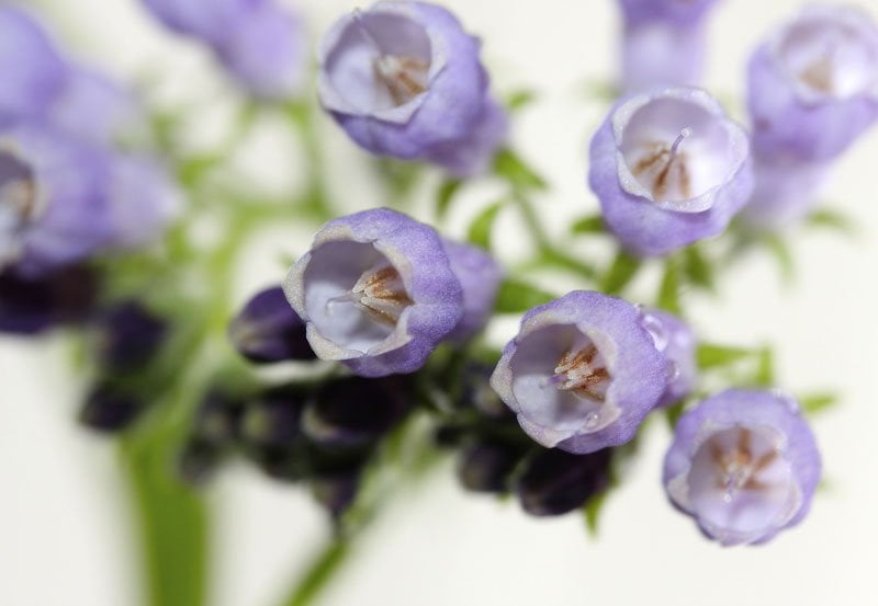 Comfrey plant