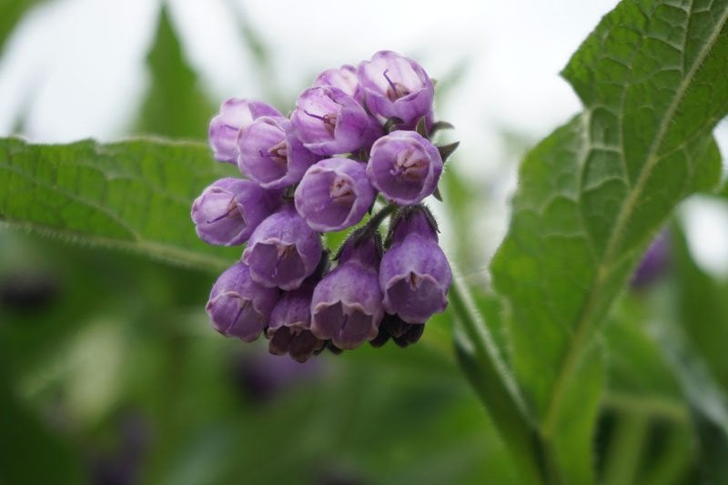 comfrey plant