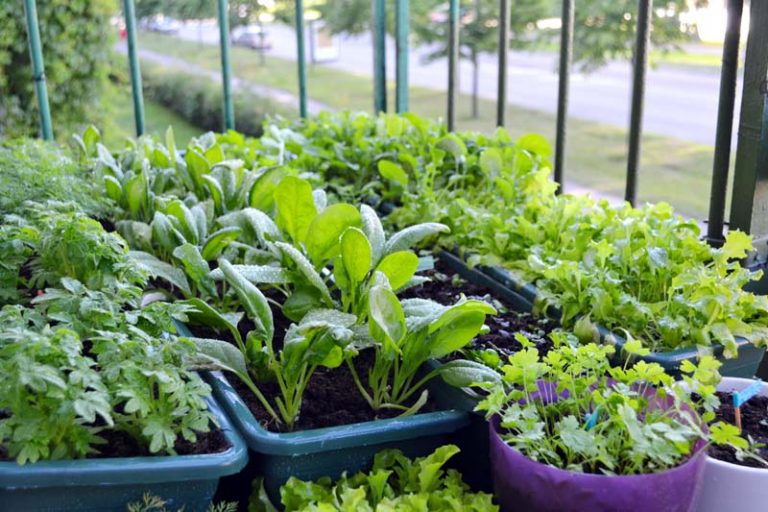 Companion Planting: 20 Vegetables That Grow Well Together