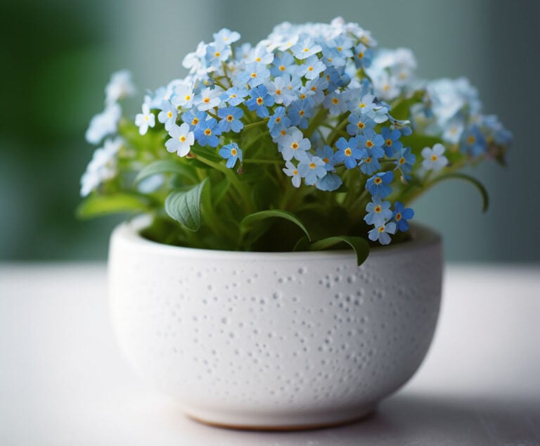 forget-me-not-story-001-768x634.jpg
