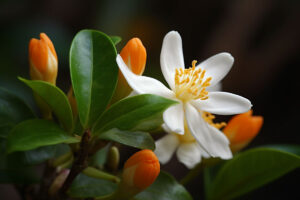 Orange Jasmine: Growing and Care Guide for Healthy Plants